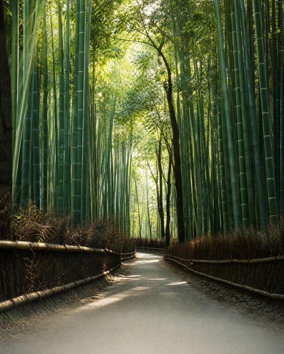 Arashiyama bamboo grove path in Kyoto